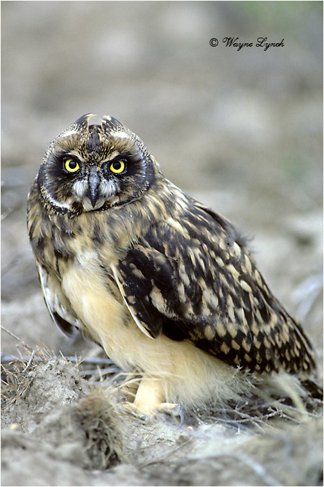 Short-eared Owl 113 by Dr. Wayne Lynch &copy;